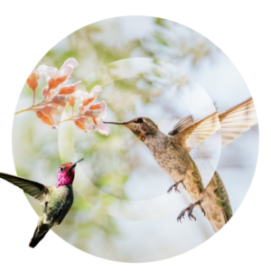 Two hummingbirds feeding on a flower.