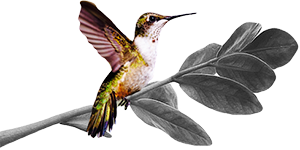 A black and white drawing of a hummingbird perched on a branch.