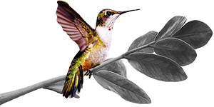 A black and white drawing of a hummingbird perched on a branch.