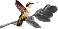 A black and white drawing of a hummingbird perched on a branch.